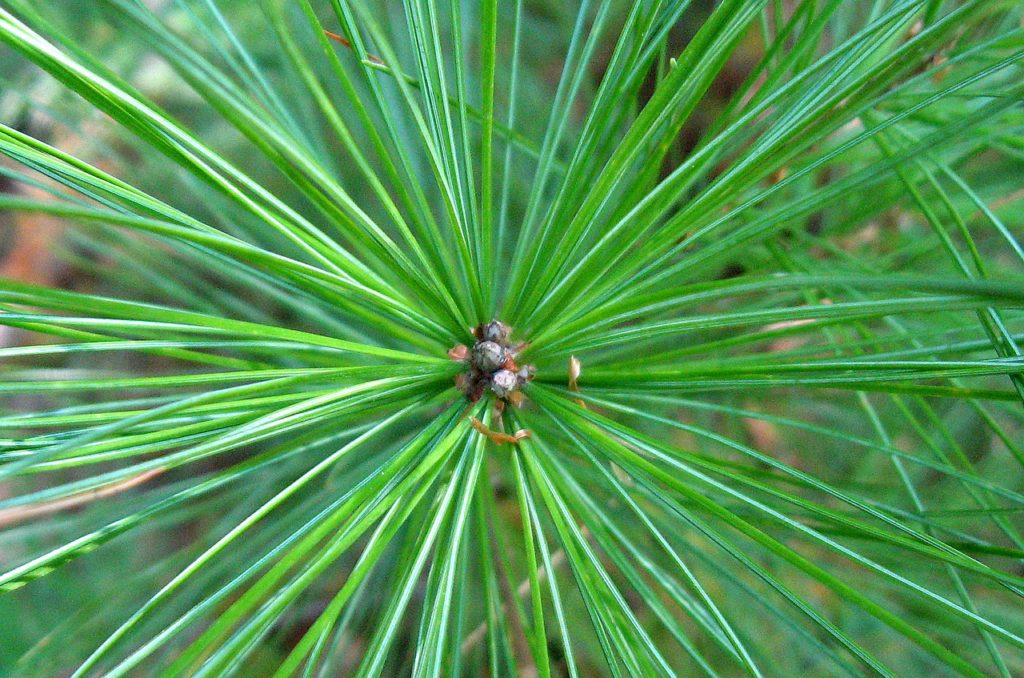 Pine tree maintenance tips